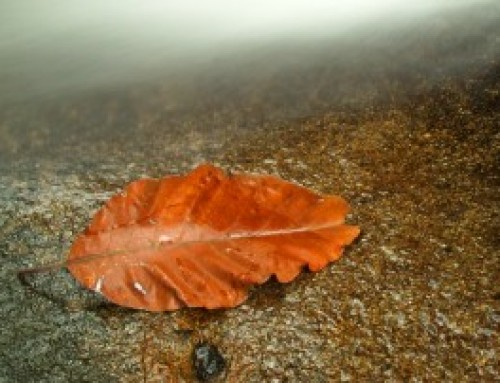 Earth Ritual for Connecting with the Great Nurturing Mother